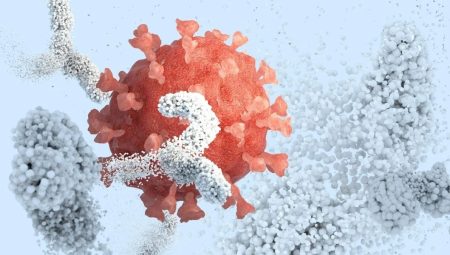 Bilim insanları, antikorların virüslere nasıl saldırdığını ortaya çıkardı