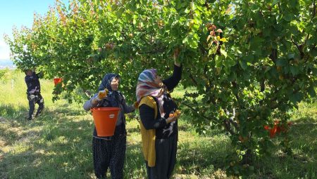 Mut kayısısında rekolte artışı üreticiyi keyifli etti