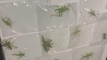 Yasa dışı yollarla çekirge toplayan 3 şahsa 2 milyon 97 bin lira ceza